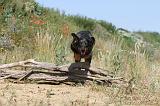 BEAUCERON 251